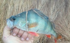 Фото рыбалки в Тобольский район 10