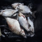 Фото рыбалки в Карась, Карп 0
