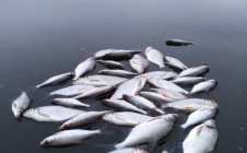 Фото рыбалки в Приозёрная, Чаусский район 9