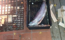 Фото рыбалки в город Рованиеми 5