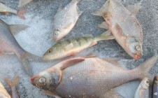 Фото рыбалки в Кисегач 3