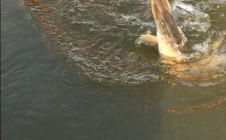 Фото рыбалки в Долгий Мост 4