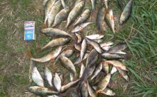 Фото рыбалки в Заозерье, Пинский район 3