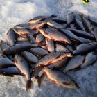 Фото рыбалки в Ерш, Плотва 0