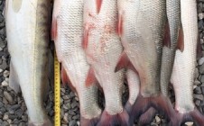 Фото рыбалки в Лиманский район 0