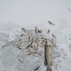 Фото рыбалки в Сом канальный 4