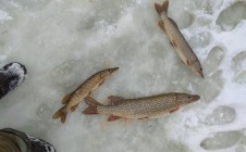 Фото рыбалки в Ромны 2