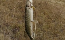 Фото рыбалки в Чернский район 1