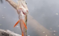 Фото рыбалки в Новокарамышево 3
