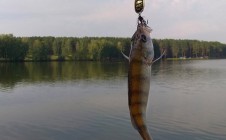 Фото рыбалки в Новый Путь, городской округ Железногорск 1