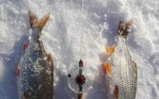 Фото рыбалки в Ока, городской округ Серпухов 10