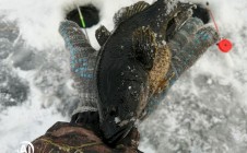 Фото рыбалки в Называевск 1
