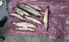 Фото рыбалки в Березовка, Чистопольский район 1