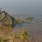 Фото рыбалки в Берш, Сом 2