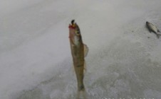 Фото рыбалки в Пралеска 6