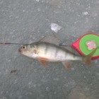 Фото рыбалки в Броницьке озеро 6