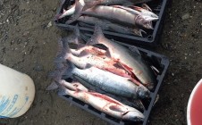 Фото рыбалки в городской округ Анадырь 1