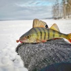 Фото рыбалки в Окунь, Судак 1