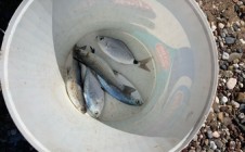 Фото рыбалки в Манавгат 2