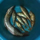 Фото рыбалки в Окунь, Судак 5