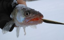Фото рыбалки в Черниговская область 3