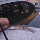 Фото рыбалки в Лещ 5