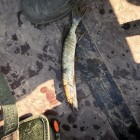 Фото рыбалки в Окунь, Судак 3