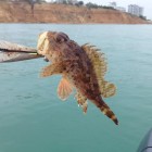 Фото рыбалки в Барабулька, Зеленушка, Скорпена-ёрш, Ставрида 8