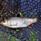 Фото рыбалки в Щука, Лещ, Плотва 0