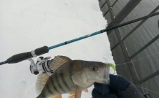 Фото рыбалки в Арамильский городской округ 4