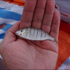 Фото рыбалки в Карп, Карась, Амур Белый 2