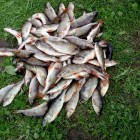 Фото рыбалки в Ерш, Плотва 7