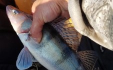Фото рыбалки в городской округ Ступино 8
