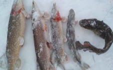 Фото рыбалки в Кирилловский район 5