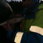 Фото рыбалки в Сом канальный 7