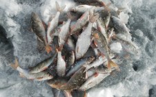 Фото рыбалки в Красный Яр, Любинский район 5