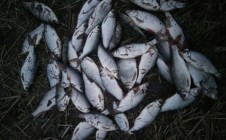 Фото рыбалки в Дмисевичи 5