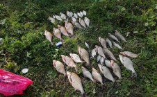 Фото рыбалки в Софьино, Гафурийский район 1