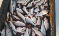 Фото рыбалки в Островцы, Гдовский район 9