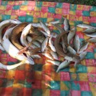Фото рыбалки в Елец, Плотва, Уклейка, Пескарь, Язь, Голавль, Ерш 0
