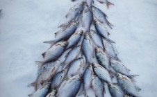 Фото рыбалки в Карадули 9