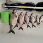 Фото рыбалки в Голавль 1