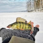 Фото рыбалки в Окунь, Судак 0