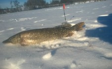 Фото рыбалки в Латвия 7