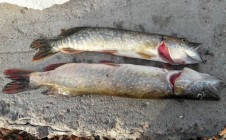 Фото рыбалки в Усть-Ижора 1