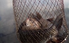 Фото рыбалки в Боровичи (Боровое) 1