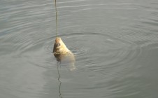 Фото рыбалки в Курмыш 9