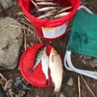 Фото рыбалки в Щука, Окунь 8
