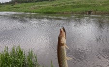 Фото рыбалки в Никольское, Тосненский район 4