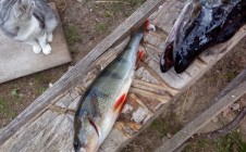 Фото рыбалки в Ляховичский район 6